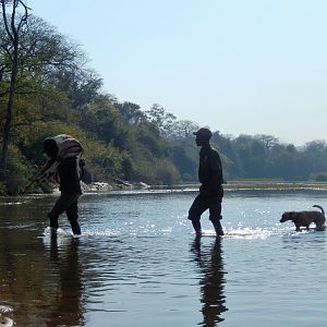 Hunting Zimbabwe Impala