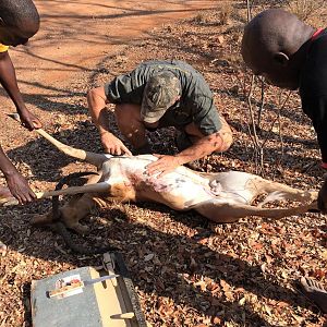 Hunting Zimbabwe Impala