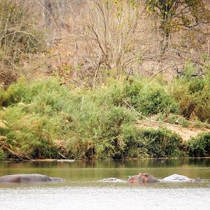 Hippo Zimbabwe