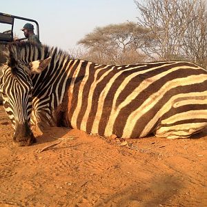 Zimbabwe Burchell's Plain Zebra Hunt