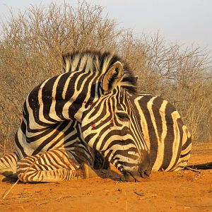 Zimbabwe Burchell's Plain Zebra Hunt