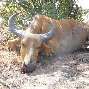 Burkina Faso Western Buffallo Hunting