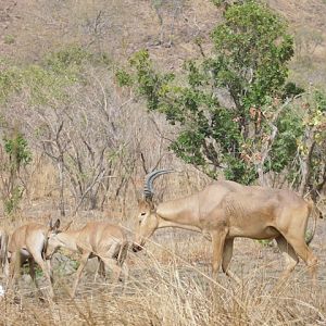 Burkina Faso Western Hartebeest