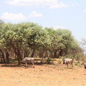 Waterberg Plateau National Park Eland Namibia