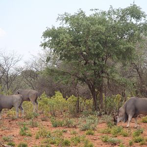 Eland Waterberg Plateau National Park in Namibia