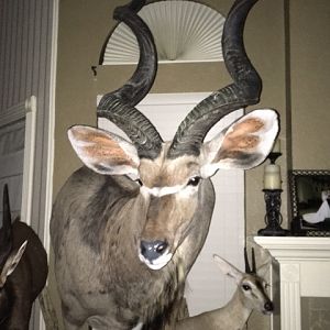 Cluster Mount Taxidermy