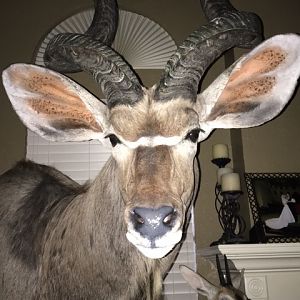 Cluster Mount Taxidermy