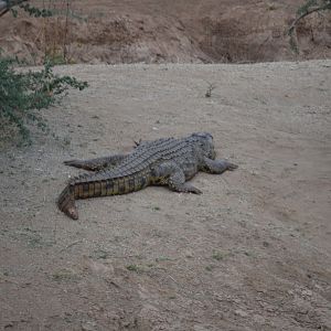 Erindi Namibia Crocodile