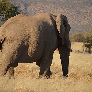 Namibia Erindi Elephant