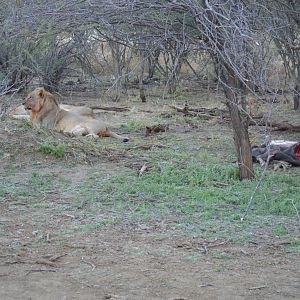 Erindi Lions feeding Namibia