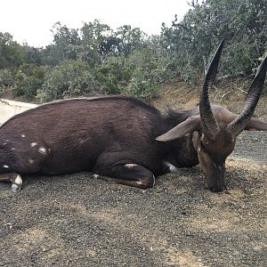 South Africa Hunting Bushbuck