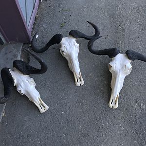 Blue Wildebeest & Black Wildebeest European Skull Mount Taxidermy