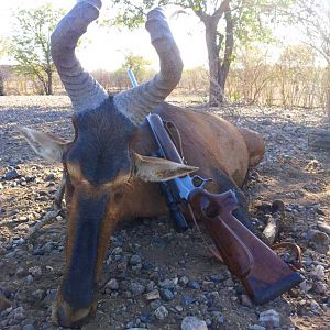 Red Hartebeest Hunting