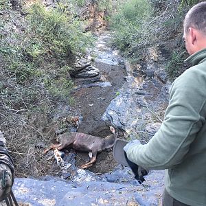 Kudu Hunt in South Africa