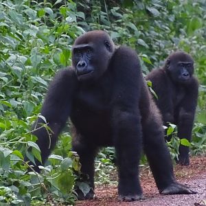 Congo Gorillas