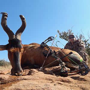 Red Hartebeest