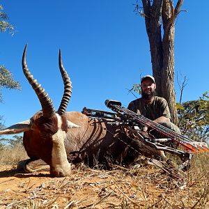 Blesbok