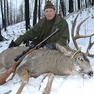 British Columbia Mule Deer