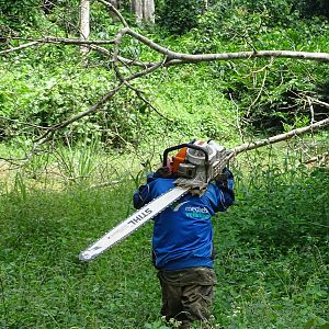 Congo Clearing Trees & Bushes