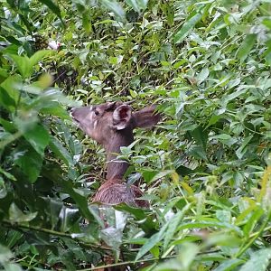 Congo Forest Sitatunga