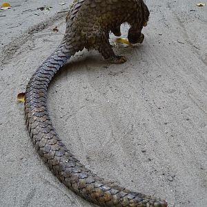 Small Scale Pangolin Congo