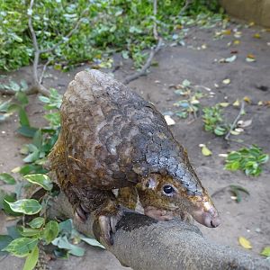 Small Scale Pangolin Congo