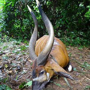 Bongo Hunting in Congo