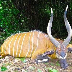 Bongo Hunting in Congo