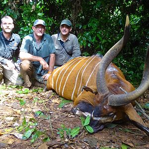 Bongo Hunting in Congo