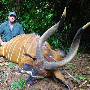 Bongo Hunting in Congo