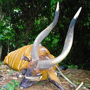 Bongo Hunting in Congo