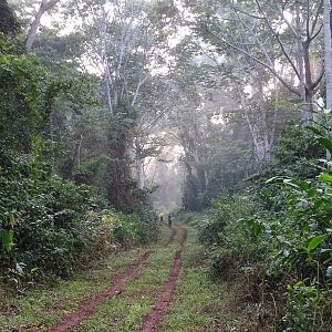 Congo Forest