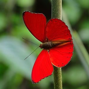 Butterfliy Congo