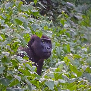 Lowland Gorilla Congo