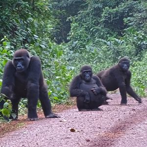 Lowland Gorilla Congo