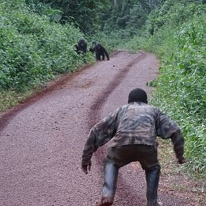 Lowland Gorilla Congo