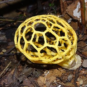 Congo Forest Plant life