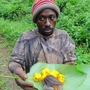 Congo Pygmy