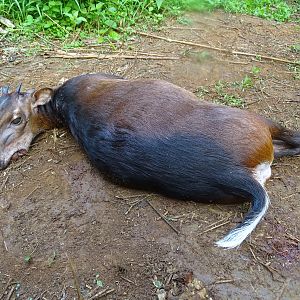 Hunting Congo Bay Duiker