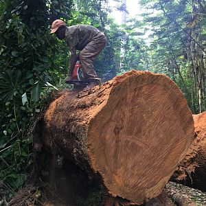 Busy working & cutting trees Congo