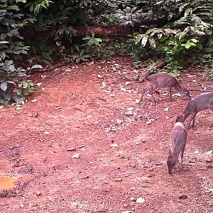 Trail Cam Blue Duiker Congo