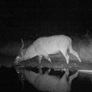 Bongo Congo Trail Cam