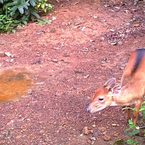 Bay Duiker Congo Trail Cam