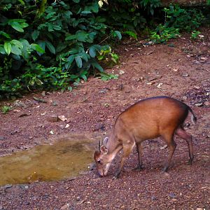 Bay Duiker Congo Trail Cam