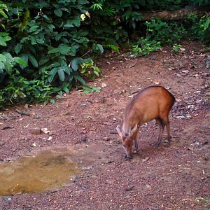 Bay Duiker Congo Trail Cam