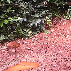 Bay Duiker Congo Trail Cam