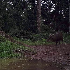 Forest Sitatunga Trail Cam Congo