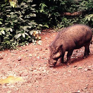 Trail Cam Congo Giant Forest Hog