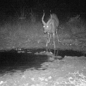 Forest Sitatunga Trail Cam Congo