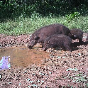 Trail Cam Congo Forest Hog